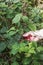 Blackberry picking, 21st September 2013, Cramlington, Northumberland, UK