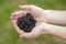 Blackberry picking in Autumn