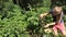 Blackberry picking by beautiful female farmer worker woman in farm plantation near forest. 4K