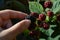 Blackberry picking, closeup of berry in hand