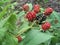 Blackberry plant with berries and green leaves in the garden.