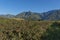 Blackberry plantation in Swellendam area