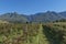 Blackberry plantation in Swellendam area