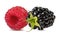 blackberry and raspberries isolated on a white