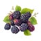 Blackberry. Realistic close-up illustration of fresh fruit, isolated on white background. Generative AI