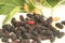 Blackberry red juice fruit food vitamin delicious agriculture Sao Paulo Brazil