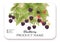 Blackberry. Ripe berries on branch. Template for product label,