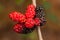 Blackberry ripe, ripening, and unripe green fruits on tree