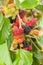 Blackberry ripe, ripening, and unripe green fruits on tree