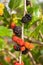 Blackberry ripe, ripening, and unripe green fruits on tree