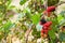 Blackberry ripe, ripening, and unripe green fruits on tree