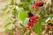 Blackberry ripe, ripening, and unripe green fruits on tree