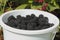 Blackberry (Rubus sectio Rubus)