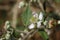 Blackberry Stamen and pistil. Fruit in bloom macro. Blurred background.