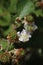 Blackberry Stamen and pistil. Fruit tree branches. Blurred green background.