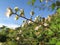 Blackberry twig with flowers