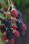 Blackberry twig with ripe and unripe berries