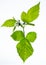 Blackberry twig. Young and green fruit. Photo on a white background. Seasonal plants. Stinging stems. Sharp spikes