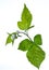 Blackberry twig. Young and green fruit. Photo on a white background. Seasonal plants. Stinging stems. Sharp spikes