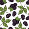 Blackberry Vector Seamless Pattern