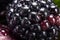 Blackberry water drops fresh. Generate Ai