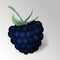 Blackberry on white background. Blackberries isolated. Vector 3d illustration. Raspberry vector icon illustration. Fresh fruit