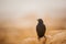 Blackbird against the backdrop of the Israeli desert