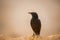 Blackbird against the backdrop of the Israeli desert