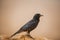 Blackbird against the backdrop of the Israeli desert