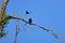 Blackbird Attacks American Bald Eagle