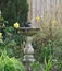 Blackbird bathing in bird bath