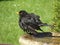 Blackbird bathtime