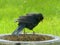 Blackbird, and bird bath