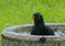 Blackbird, and bird bath