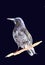 Blackbird on a branch. Ousel painting. Watercolor illustration of thrush. Beautiful Stylized Bird. Ring Ouzel isolated on dark