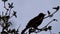 Blackbird British bird sings perched on tree branches