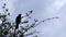 Blackbird British bird sings perched on tree branches