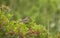 Blackbird on bush with red berries