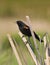 Blackbird on cattail reed