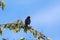 Blackbird on a cherry branch