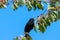 Blackbird in a cherry tree