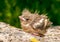 Blackbird chick out of the nest in the garden