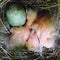 Blackbird chicks