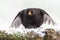 Blackbird close up landing in winter