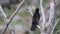 Blackbird. Close up Turdus Merula