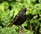 Blackbird with closed orange beak is sitting on stoned stake.