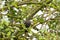 Blackbird, Common Blackbird, thrush with scaly breast perching o