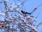 Blackbird in Crab Apple Tree