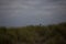 Blackbird in the dunes