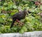 Blackbird eating a blackberry